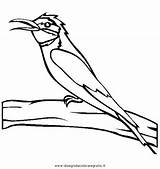 Gruccione Eater Animali Disegnidacoloraregratis Uccelli sketch template