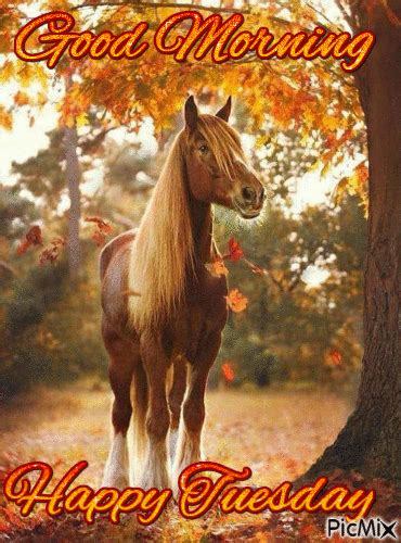 horse good morning happy tuesday pictures   images