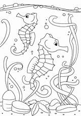 Seahorse Coloring Seahorses Verbnow sketch template
