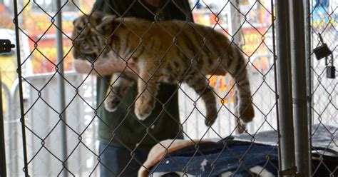 cub petting  people   sad reality   industry