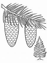Pine Cone sketch template