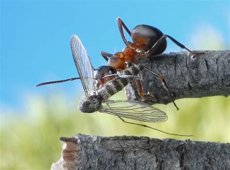 macro photography amazing ants world