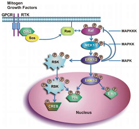 mechanism  erk activation  cell proliferation  scientific diagram