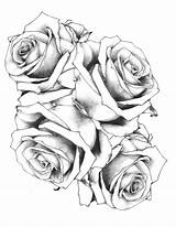 Rose Tattoo Tumblr Drawing Drawings Draw Paintingvalley sketch template