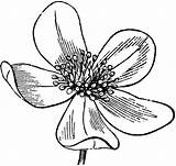 Anemone Flower Clip Clipart Pennsylvanica Etc Cliparts Original Tiff Library Medium Usf Edu Resolution sketch template