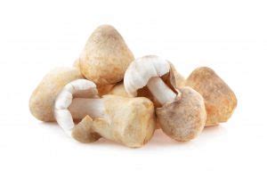 jamur merang manfaat efek samping  tips konsumsi idn medis