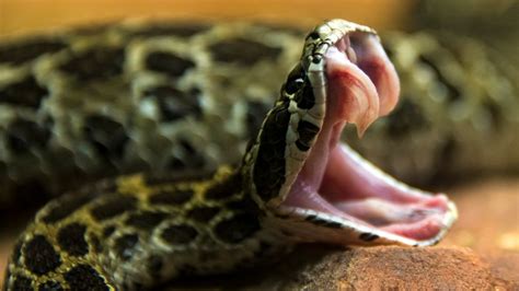 snake fangs  venom  science