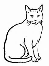 Cat Clipart Drawing Line Clip Coloring Sitting Choose Board Pages sketch template