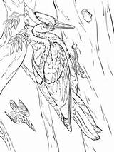 Ivory Billed Woodpeckers Coloring Supercoloring Pages sketch template
