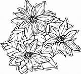 Poinsettia Coloring Shaking Drawing Artistic National Kids sketch template