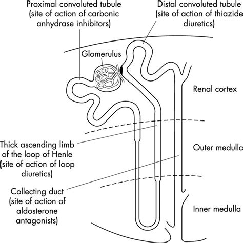 nephron  functioning unit   kidney interactive biology  leslie samuel