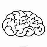 Cerebro Ausmalbilder Cervello Gehirn Denken Ultracoloringpages sketch template
