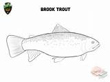 Susquehannockwildlife Brook Trout sketch template