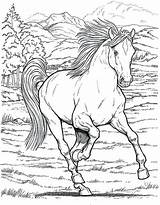 Coloring Shetland Pony Pages Getcolorings sketch template