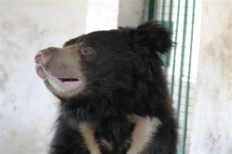 Dancing Bear Rescued In India