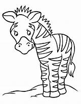 Zebra Coloring Pages Baby Sad Little Cute Getdrawings Color sketch template