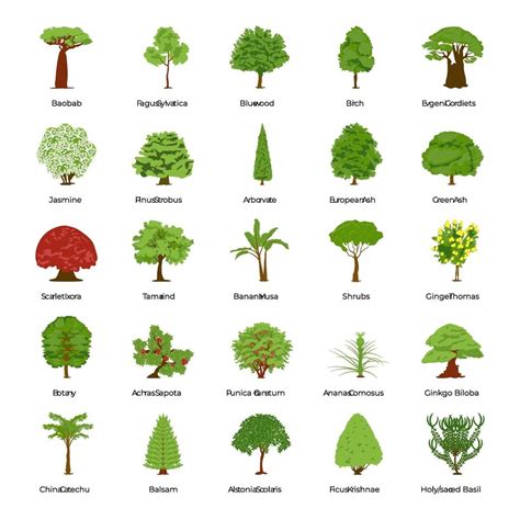 common types  trees  vector art  vecteezy