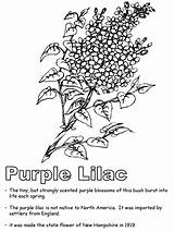 Lilac Purple Flower Hampshire State Nh Usa Geography Visit Kidzone Ws Newhampshire sketch template