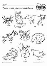 Nocturnal Animals Coloring Animal Pages Clipart Night Preschool Worksheets Activities Crafts Clip Kids Kindergarten Feladatok Angol Themes Printables Sheets Diurnal sketch template