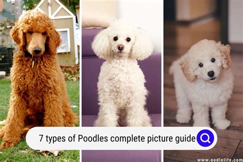 types  poodles complete picture guide oodle life