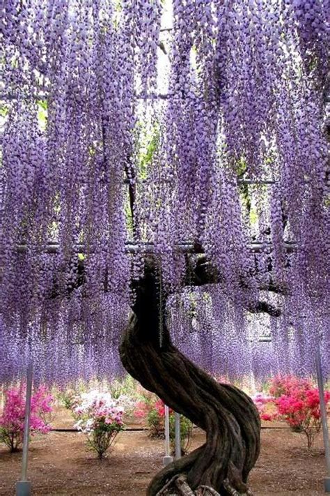 Purple Willow Tree Wisteria Tree Beautiful Tree