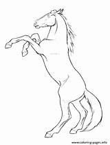Stallion Getdrawings sketch template