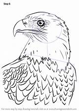 Eagle Draw Bald Head Step Drawing Bird Prey Sketch Easy Learn Drawings Drawingtutorials101 Line Tutorial Tutorials Animals Animal Choose Board sketch template