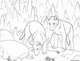 Coloring Pages Realistic Wolf Pup Wolves Color Print Printable Running Getcolorings Getdrawings Library Clipart Popular sketch template