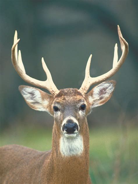 Identifying White Tailed Deer Ne Hunter ™