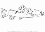 Trout Brown Draw Drawing Step Fishing Fish Drawingtutorials101 Zeichnen Outline Drawings Svg Forelle Tutorials Learn Fishes Clipart Decals Way Visit sketch template