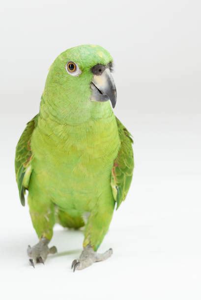 parrot walking stock  pictures royalty  images istock