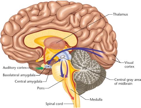 diagram   human brain parts  biological science picture