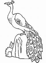 Peacock Coloring Pages Animals Printable Coloring2print sketch template