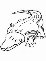 Coloring Alligators Crocodiles Pages Print sketch template