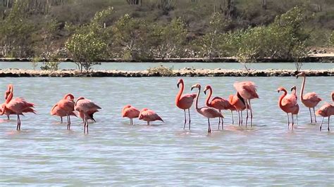 flamingo curacao youtube