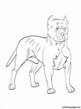 Pitbull Coloring Pages Dog Getcolorings sketch template
