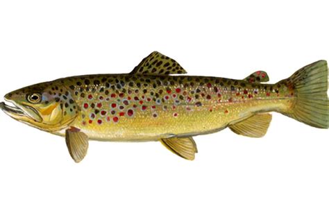 petition introduce german brown trout  strawberry reservoir