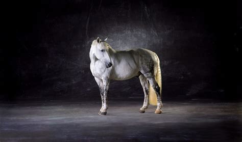 equine photography  lindsay robertson horse portraiture