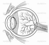 Anatomical Getdrawings sketch template