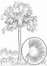 Palm Sabal Coloring Pages Trees Coconut Categories sketch template