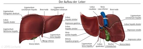 Detoxication Function Of The Liver