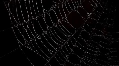 spiderweb backgrounds wallpaper cave