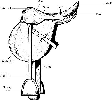 anatomy   english saddle