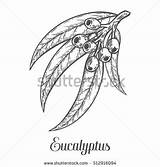 Eucalyptus Illustration Vector Coloring Leaf Sketch Branch Plant Hair Engraved Etch Drawn Berry Hand Drawings Designlooter Corn Grapes Cross Lotion sketch template