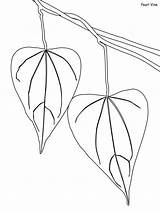 Rainforest Coloring Daintree Vine Pearl Pages Printable Coloring4free 2021 Nature 960px 78kb sketch template