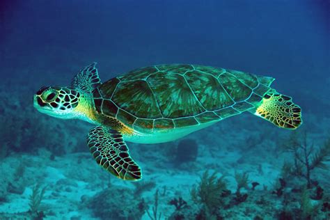 characteristics   green sea turtle life   sea turtle