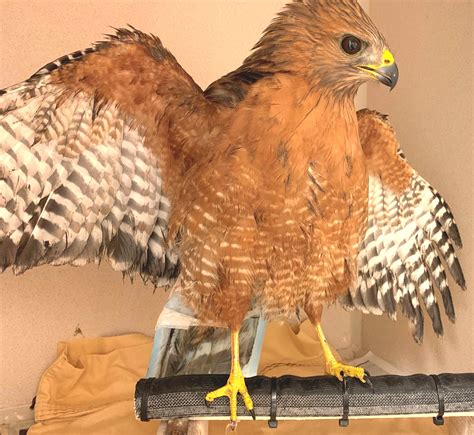 red shouldered hawk  anticoagulant rodenticide toxicosis
