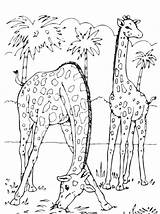 Mewarnai Jerapah Colorare Mangiano Hewan Coloradisegni Giraffa Anak Binatang Pemandangan Dll Bunga sketch template