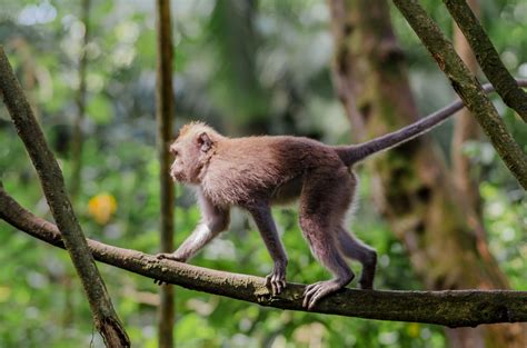 photo essay sacred monkey forest  padangtegal