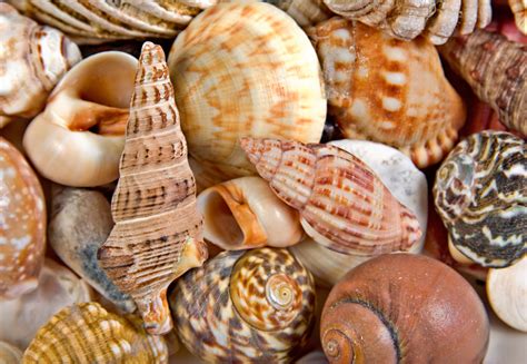 seashells background image wwwmyfreetexturescom  textures